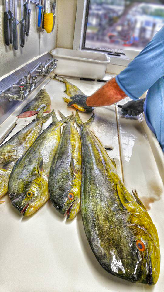 Seafood Photos from Shellys Seafood and Fish Market Homosassa